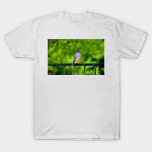 Robin On The Rail T-Shirt